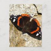 Butterfly - Red Admiral Briefkaart (Voorkant)