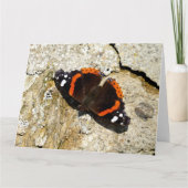 Butterfly - Red Admiral Kaart (Voorkant)