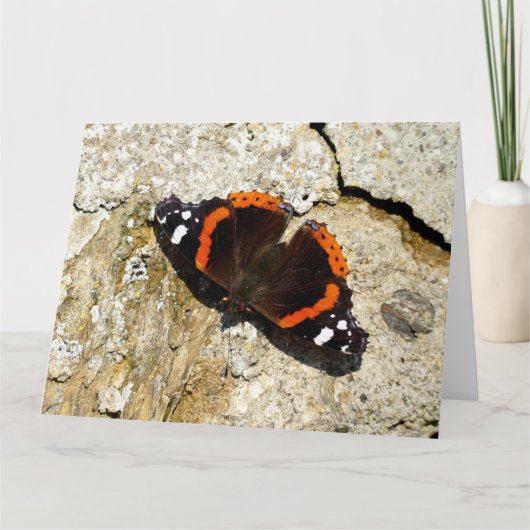 Butterfly - Red Admiral Kaart (Voorkant)