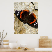 Butterfly - Red Admiral Poster (Keuken)