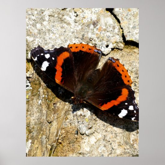 Butterfly - Red Admiral Poster (Voorkant)