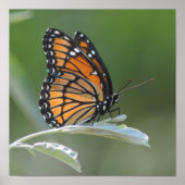 Butterfly Resting On A Leaf Poster (Voorkant)
