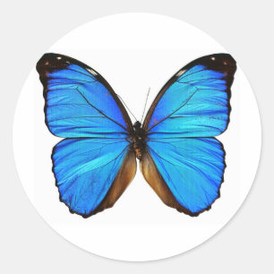 Butterfly Ronde Sticker