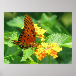 Butterfly-serie Poster