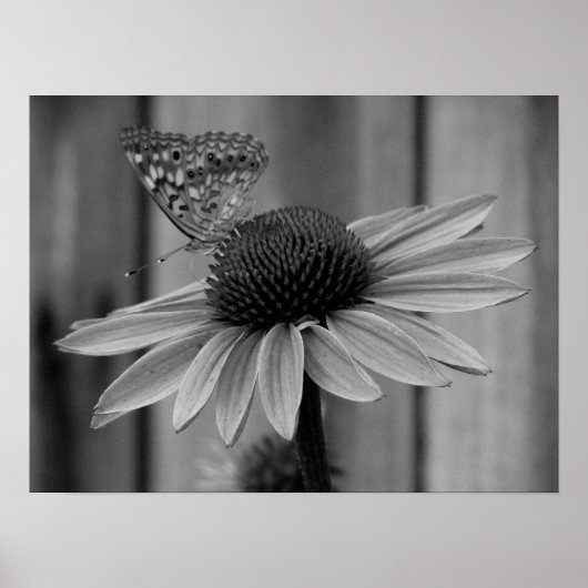 Butterfly sluiten poster (Voorkant)