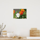 Butterfly sluiten poster (Keuken)