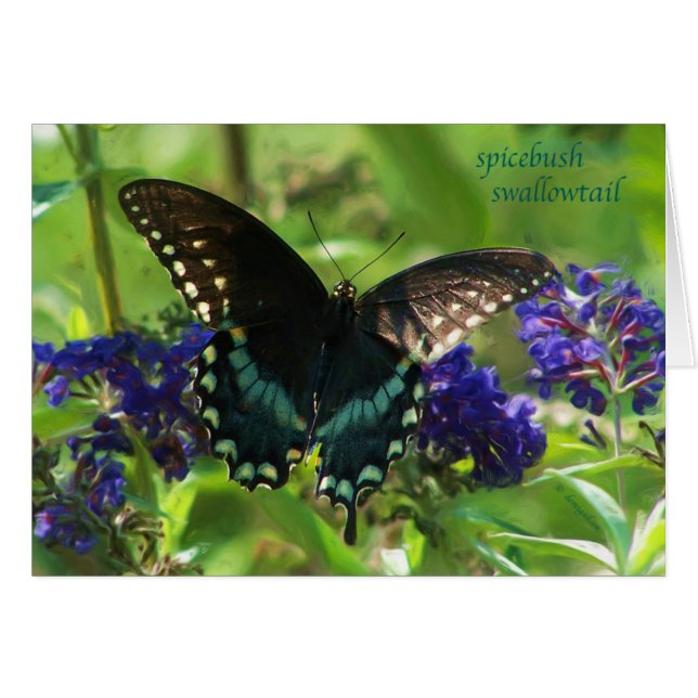butterfly_spicebush_1769x_Paint (Voorkant Horizontaal)