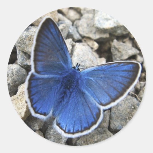 Butterfly Sticker (Voorkant)