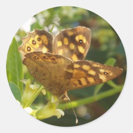 Butterfly-stickers Ronde Sticker (Voorkant)