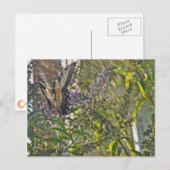 Butterfly Struik 2 Briefkaart (Voorkant / Achterkant)