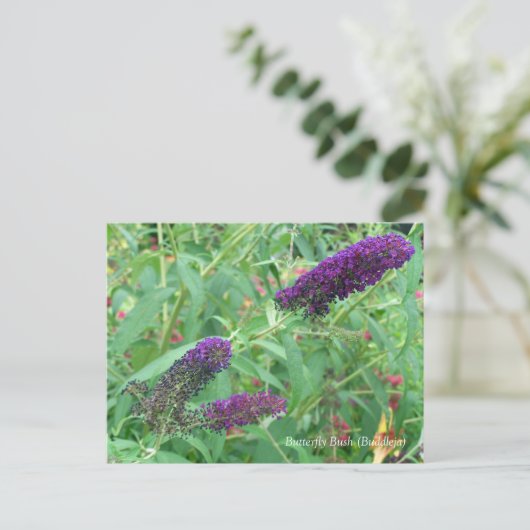 Butterfly Struik Buddleja Davidii Floral Briefkaart (Staand voorkant)