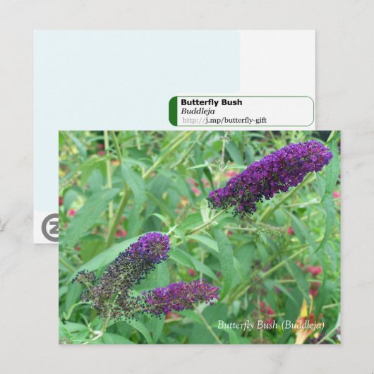 Butterfly Struik Buddleja Davidii Floral Briefkaart (Voorkant / Achterkant)