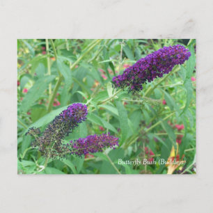 Butterfly Struik Buddleja Davidii Floral Briefkaart