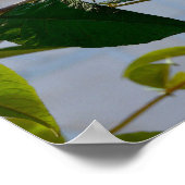 Butterfly Struik, Old Danish Town, Aarhus, Denemar Poster (Hoek)