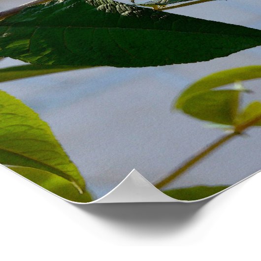 Butterfly Struik, Old Danish Town, Aarhus, Denemar Poster (Hoek)