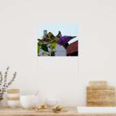 Butterfly Struik, Old Danish Town, Aarhus, Denemar Poster (Keuken)