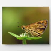 Butterfly Tamil Grass Dart met Bokeh Background Fotoplaat (Voorkant)