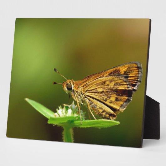 Butterfly Tamil Grass Dart met Bokeh Background Fotoplaat (Zijkant)