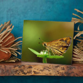 Butterfly Tamil Grass Dart met Bokeh Background Fotoplaat (Zijkant)