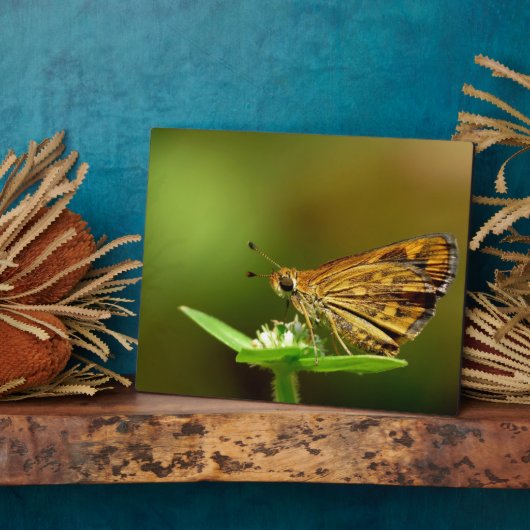 Butterfly Tamil Grass Dart met Bokeh Background Fotoplaat (Zijkant)