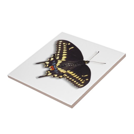 Butterfly Tegel - Black Swallowtail Tegeltje (Zijkant)