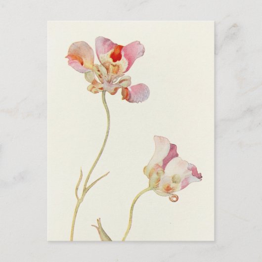 Butterfly Tulip van Margaret Armstrong Briefkaart (Voorkant)