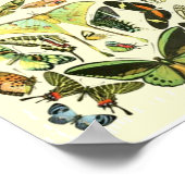Butterfly vintage poster (Hoek)
