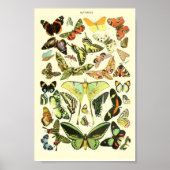 Butterfly vintage poster (Voorkant)