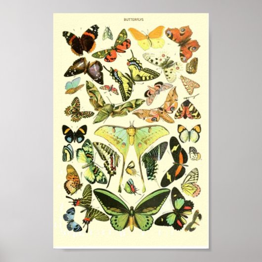 Butterfly vintage poster (Voorkant)