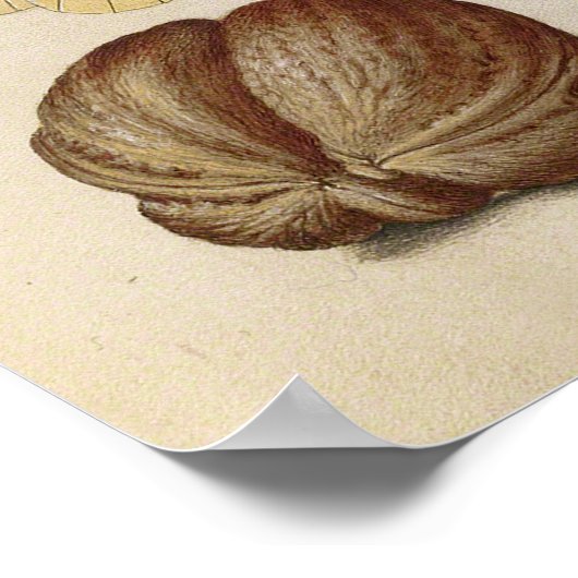 Butterfly Walnut Flower Cherry Waterverf Art Poster (Hoek)