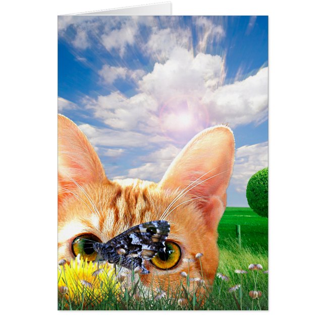 Butterfly Watcher (Voorkant)