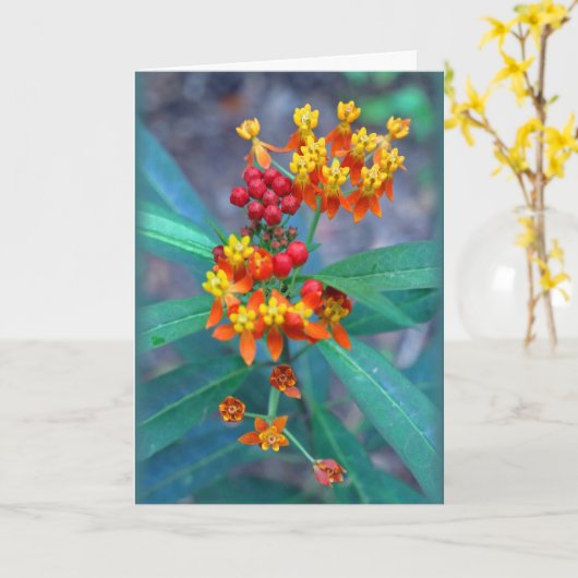 "Butterfly weed" Kaart (Gele Bloem)