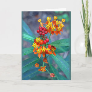 "Butterfly weed" Kaart