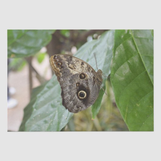 Butterfly-weefselpapier Tissuepapier (Voorkant)