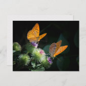 BUTTERFLY WILD LIFE INSECT POSTCROSSING BRIEFKAART (Voorkant / Achterkant)