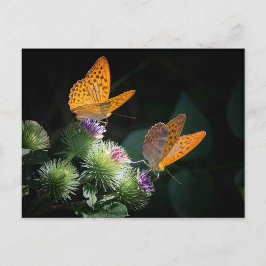 BUTTERFLY WILD LIFE INSECT POSTCROSSING BRIEFKAART (Voorkant)