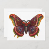 Butterfly Wings Insect Vintage Postcard Briefkaart (Voorkant / Achterkant)