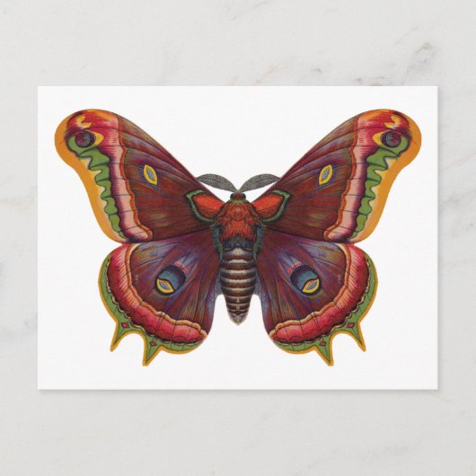 Butterfly Wings Insect Vintage Postcard Briefkaart (Voorkant)
