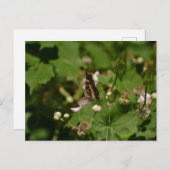 Butterfly with closed wings on a flower briefkaart (Voorkant / Achterkant)