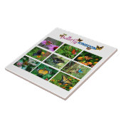 Butterfly World Tegeltje (Zijkant)