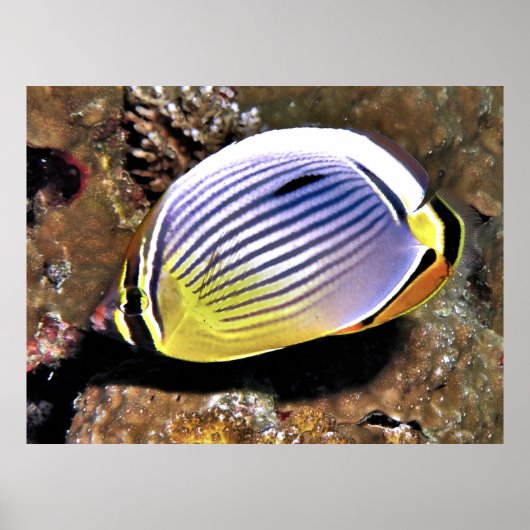 Butterflyfish Poster (Voorkant)