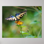 ButterFly'n Poster (Voorkant)