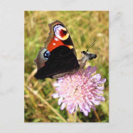 Buttermose Briefkaart (Voorkant)