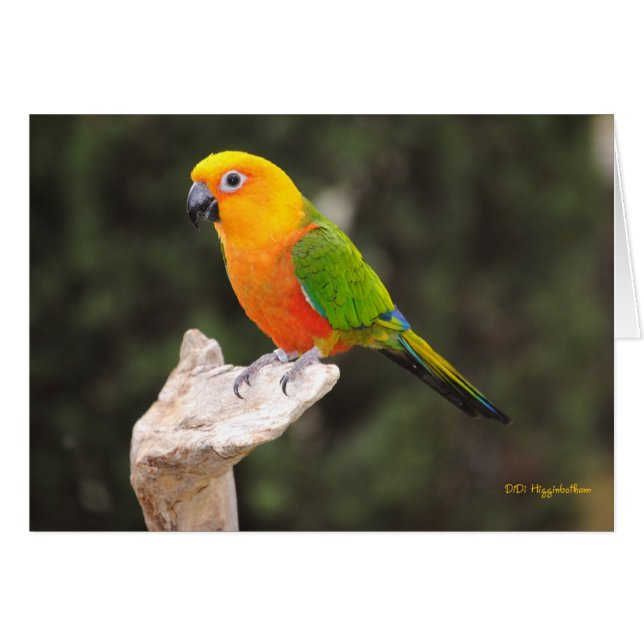 Butters I (Voorkant Horizontaal)