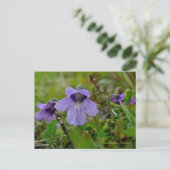 Butterwort of Bog Violet, Unalaska Island Briefkaart (Staand voorkant)