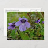 Butterwort of Bog Violet, Unalaska Island Briefkaart (Voorkant / Achterkant)