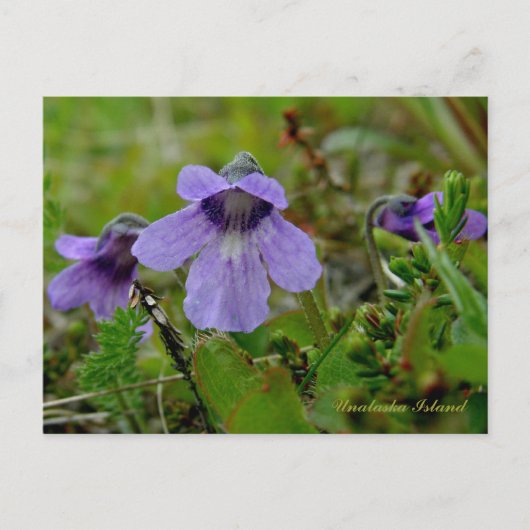 Butterwort of Bog Violet, Unalaska Island Briefkaart (Voorkant)