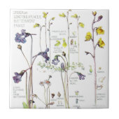 Butterwort Wilde Bloemflens Tile Tegeltje (Voorkant)