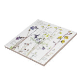  Butterwort Wilde Bloemflens Tile Tegeltje (Zijkant)