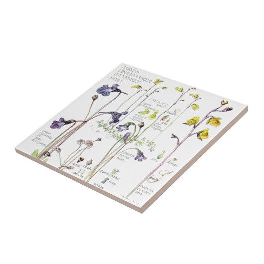  Butterwort Wilde Bloemflens Tile Tegeltje (Zijkant)